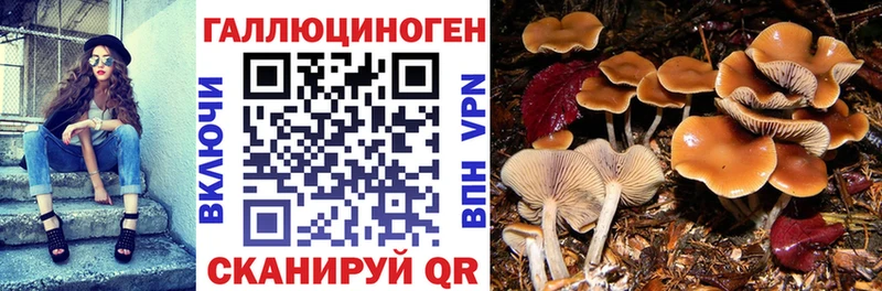 закладки  Тосно  нарко площадка Telegram  Псилоцибиновые грибы Psilocybe 